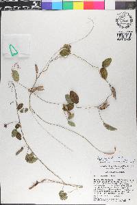 Galactia mollis image