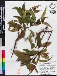 Miconia axillaris subsp. axillaris image