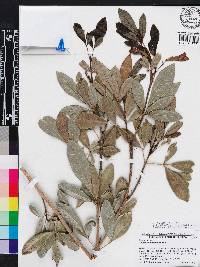 Tabebuia berteroi image
