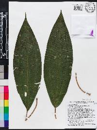 Miconia subhirsuta image