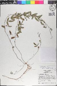 Galactia minor image