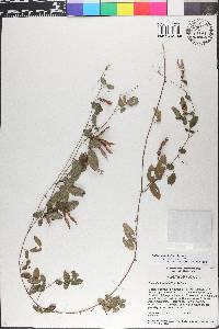 Galactia minor image