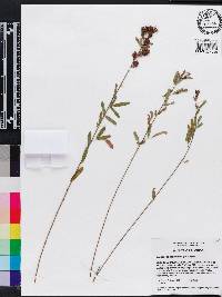 Lespedeza angustifolia image