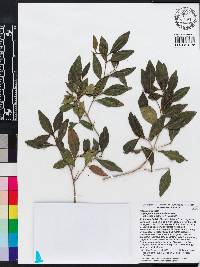 Miconia vulcanidomatia image