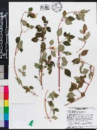 Heterotis rotundifolia image