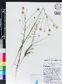 Balduina angustifolia image