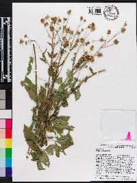 Bidens alba image