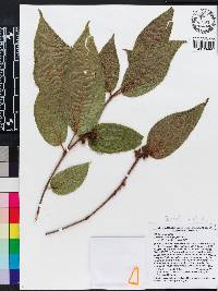 Miconia erythropogon image
