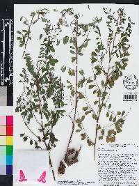 Indigofera caroliniana image