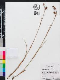 Juncus scirpoides image