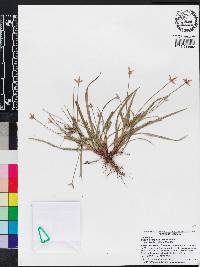 Cyperus simplex image