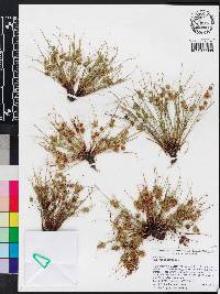 Cyperus squarrosus image