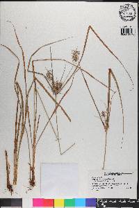 Cyperus hystricinus image