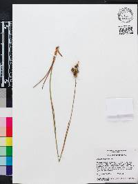 Juncus scirpoides image