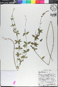 Polygala aparinoides image