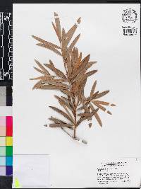 Podocarpus elatus image