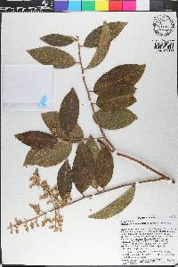 Bredemeyera lucida image