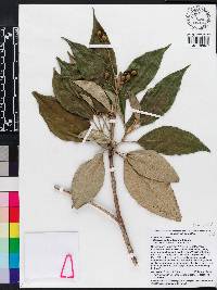 Miconia bicolor image