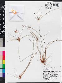 Cyperus grayioides image