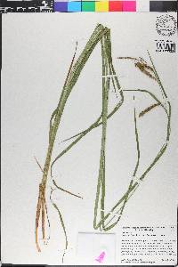 Carex crinita var. brevicrinis image