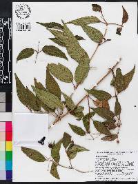 Miconia hirsuta image