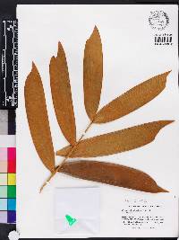 Ceratozamia miqueliana image