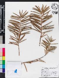 Keteleeria evelyniana image