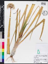 Allium fistulosum image