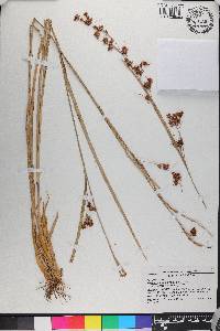 Rhynchospora glomerata image