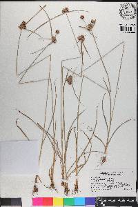 Cyperus echinatus image