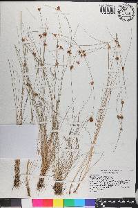 Rhynchospora filifolia image