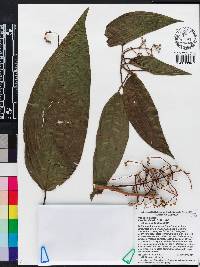 Miconia ciliata image