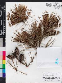 Pinus glabra image