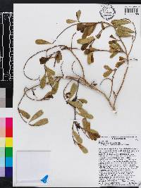 Phlebotaenia cuneata image