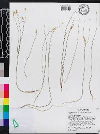 Polygala setacea image