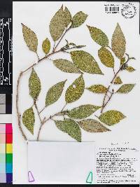 Miconia asperifolia image