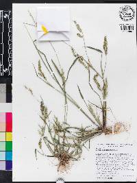 Echinochloa colona image