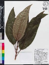 Miconia ciliata image