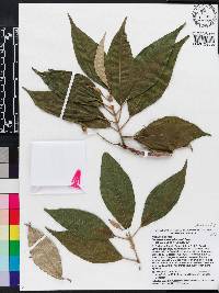 Miconia bicolor image