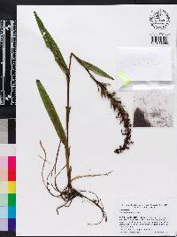 Habenaria repens image