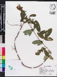 Desmodium incanum image