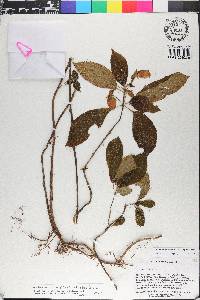 Gasteranthus villosus image