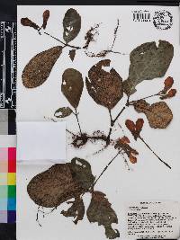 Gasteranthus crispus image