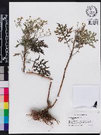 Parthenium hysterophorus image