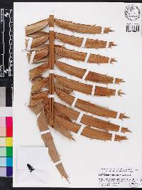 Encephalartos hildebrandtii image