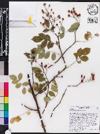 Rosa multiflora image