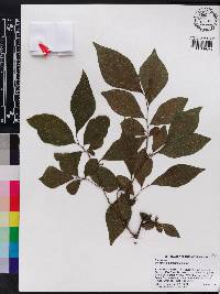 Diospyros rhombifolia image