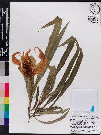 Brugmansia × cubensis image