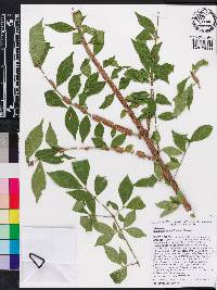 Euonymus alatus image