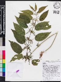 Urtica dioica image